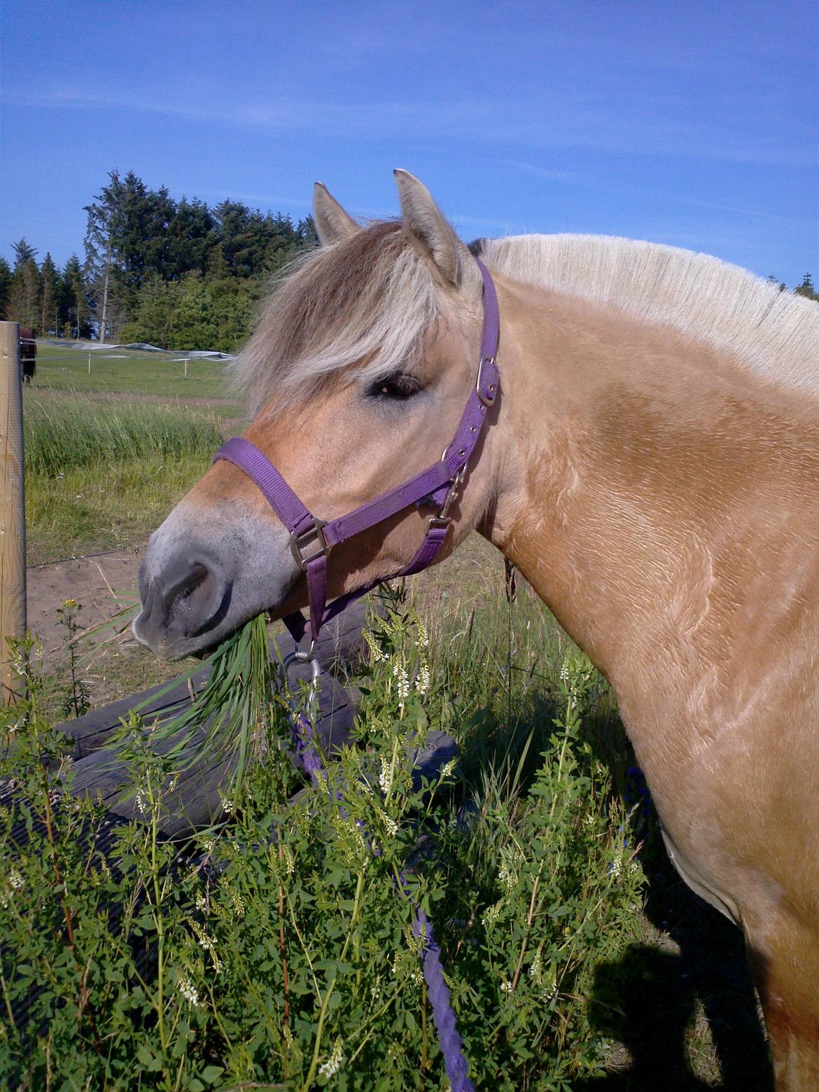 Fjordhest KIRSTINE VÅRBY billede 12