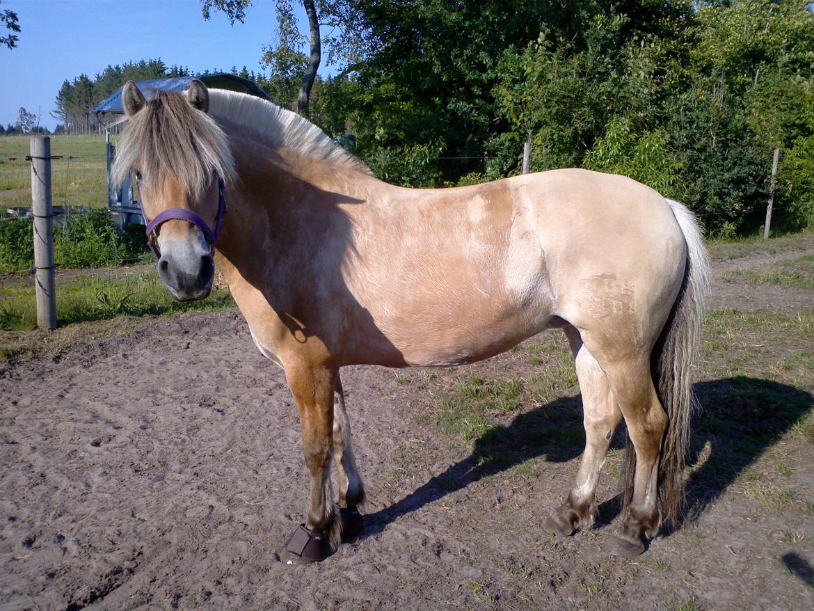 Fjordhest KIRSTINE VÅRBY billede 13