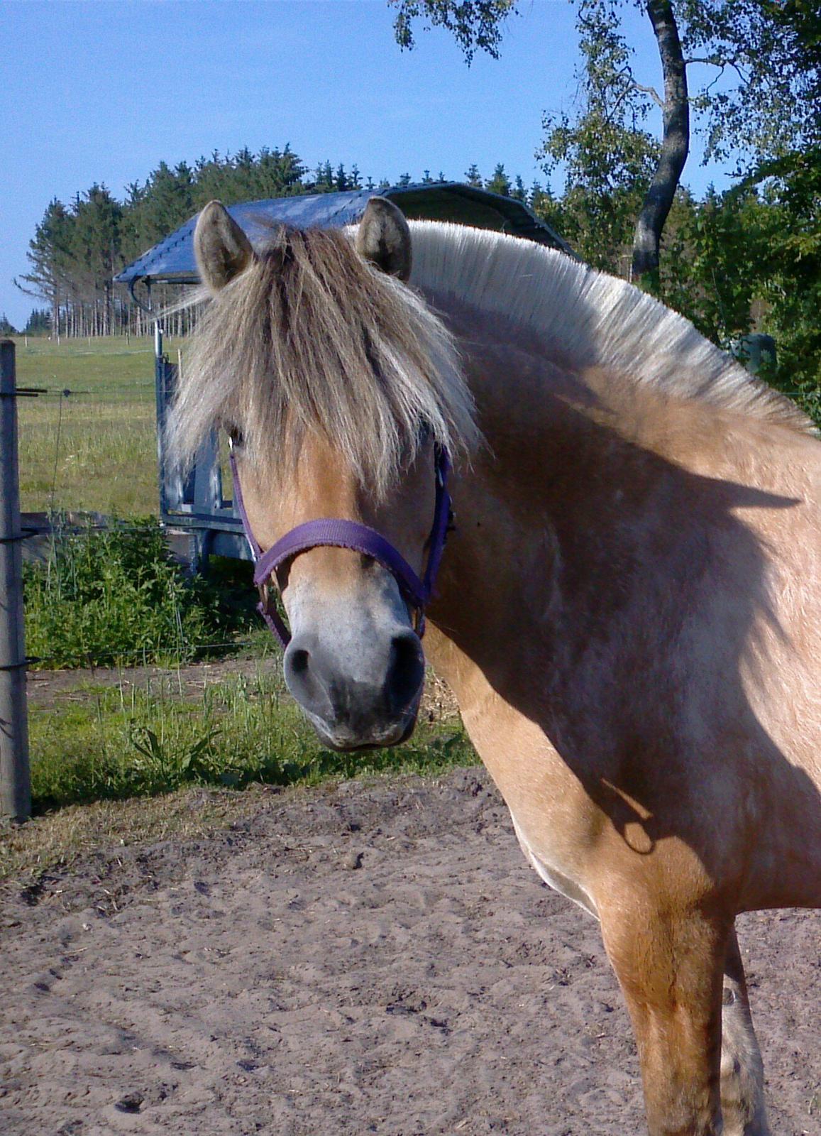 Fjordhest KIRSTINE VÅRBY billede 7