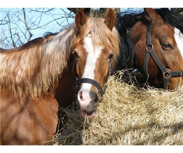 Welsh Cob (sec D) Frenderupgårds June billede 3