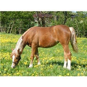 Welsh Cob (sec D) Frenderupgårds June billede 4