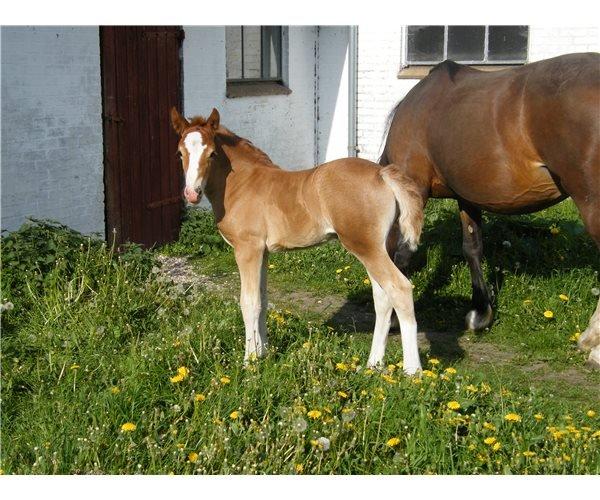 Welsh Cob (sec D) Frenderupgårds June billede 5