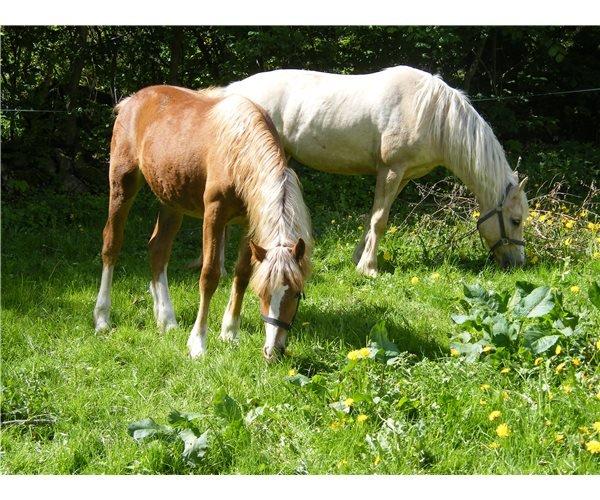 Welsh Cob (sec D) Frenderupgårds June billede 6