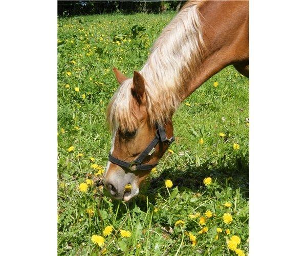 Welsh Cob (sec D) Frenderupgårds June billede 7