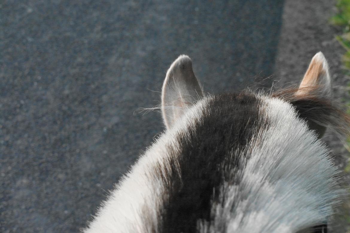 Fjordhest Frede <3 Guldponyen <2 - de der søde små øre er ikke til at stå for! <3 billede 20