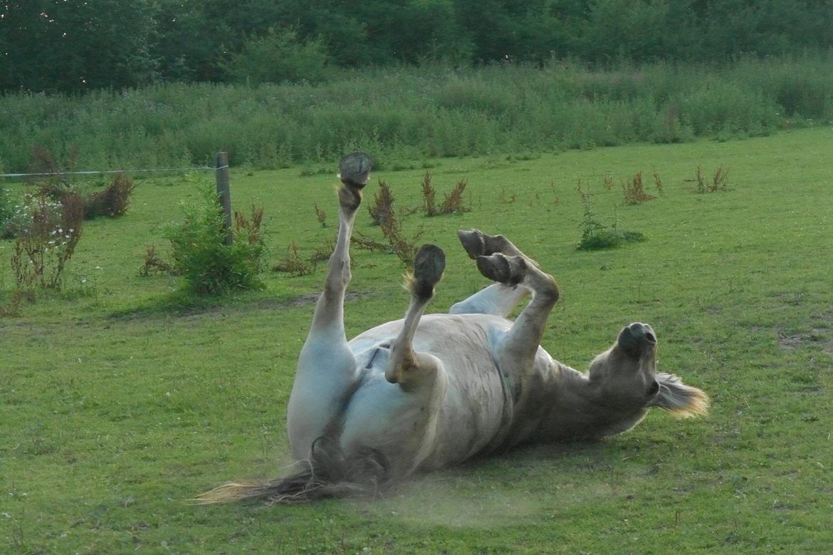 Fjordhest Frede <3 Guldponyen <2 - young and wild and free! :D  billede 5