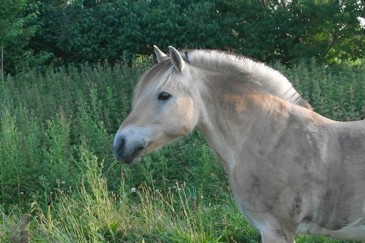 Fjordhest Frede <3 Guldponyen <2 - smukke (og beskidte) Frede i solnedgangen billede 1