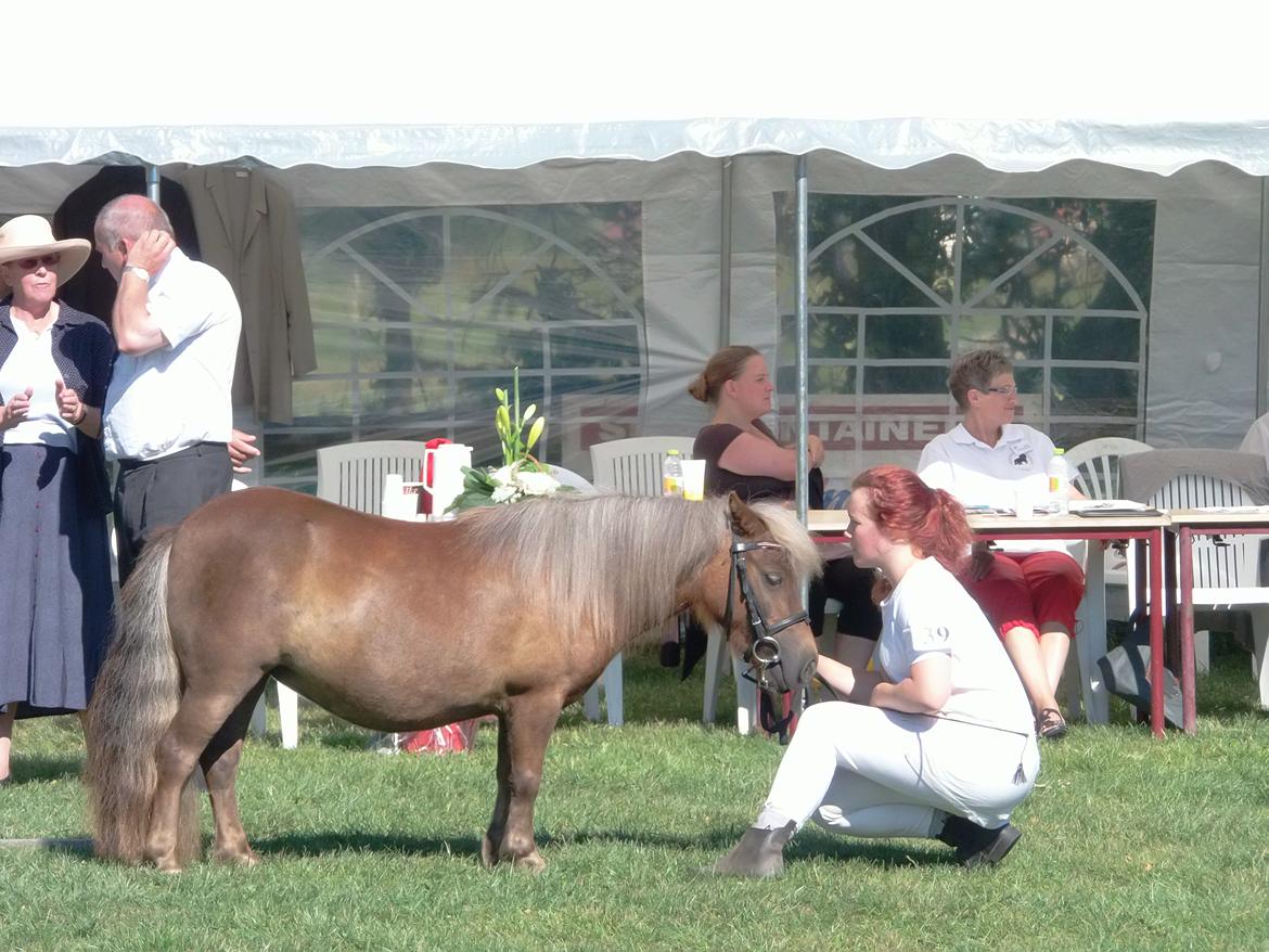 Shetlænder Tine!<3 (bamsen) - Tine og Jeg til kåring på Kallehavegård!:,) billede 20