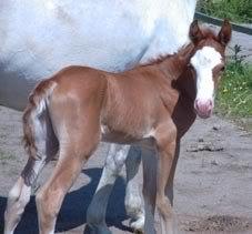 Welsh Partbred (Sec F) Rosengårdens Sodapop - Verdens freaking sødeste føl! billede 20