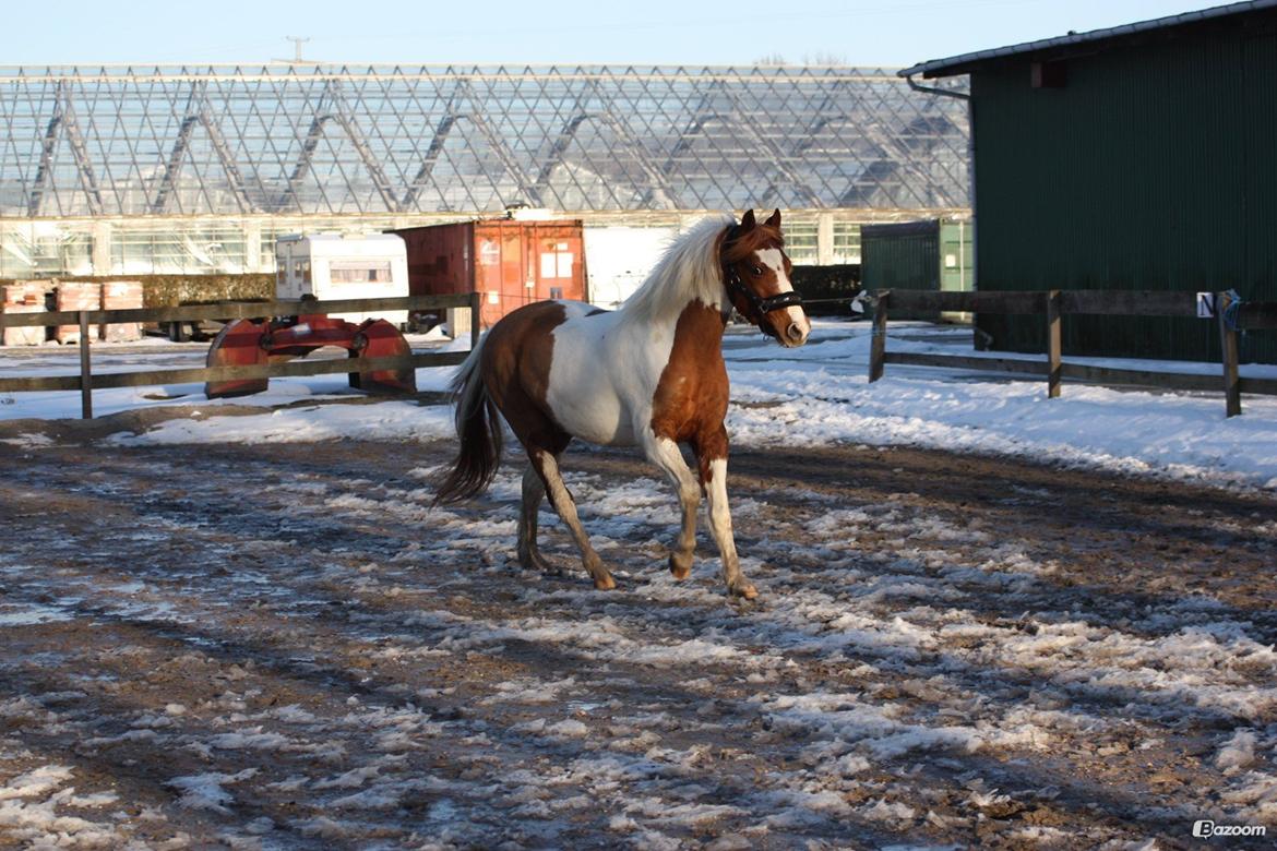 Pinto Blade - Så flot han er <3 billede 23