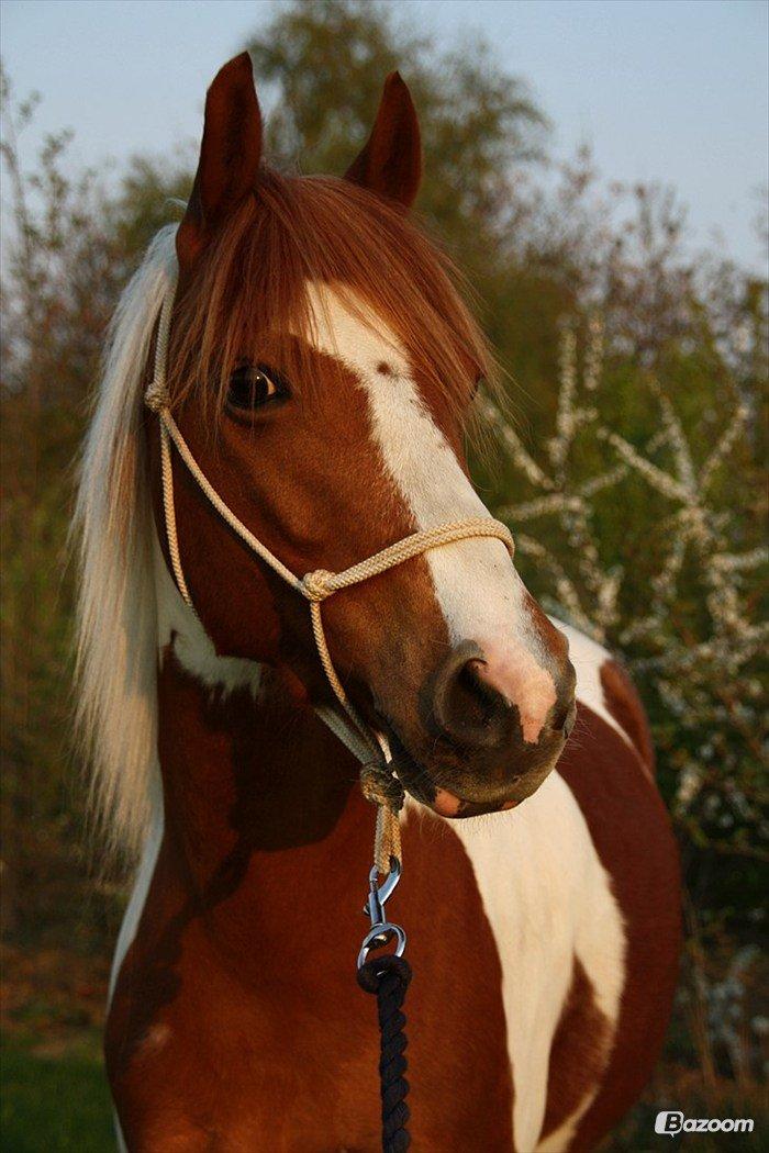 Pinto Blade - Babyyy <3 billede 2