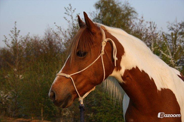 Pinto Blade - Velkommen til Blade's profil - Tag godt imod ham og skriv endelig en kommentar eller giv en bedømmelse <3 <3 billede 1