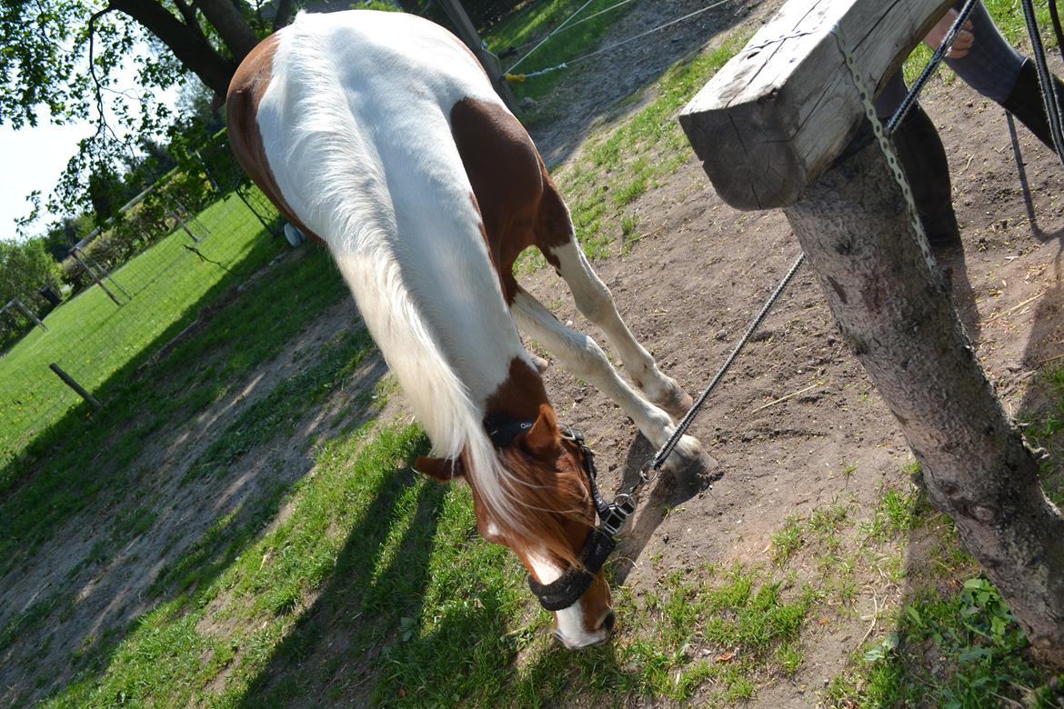 Pinto Blade - Græs græs græs <3 billede 4