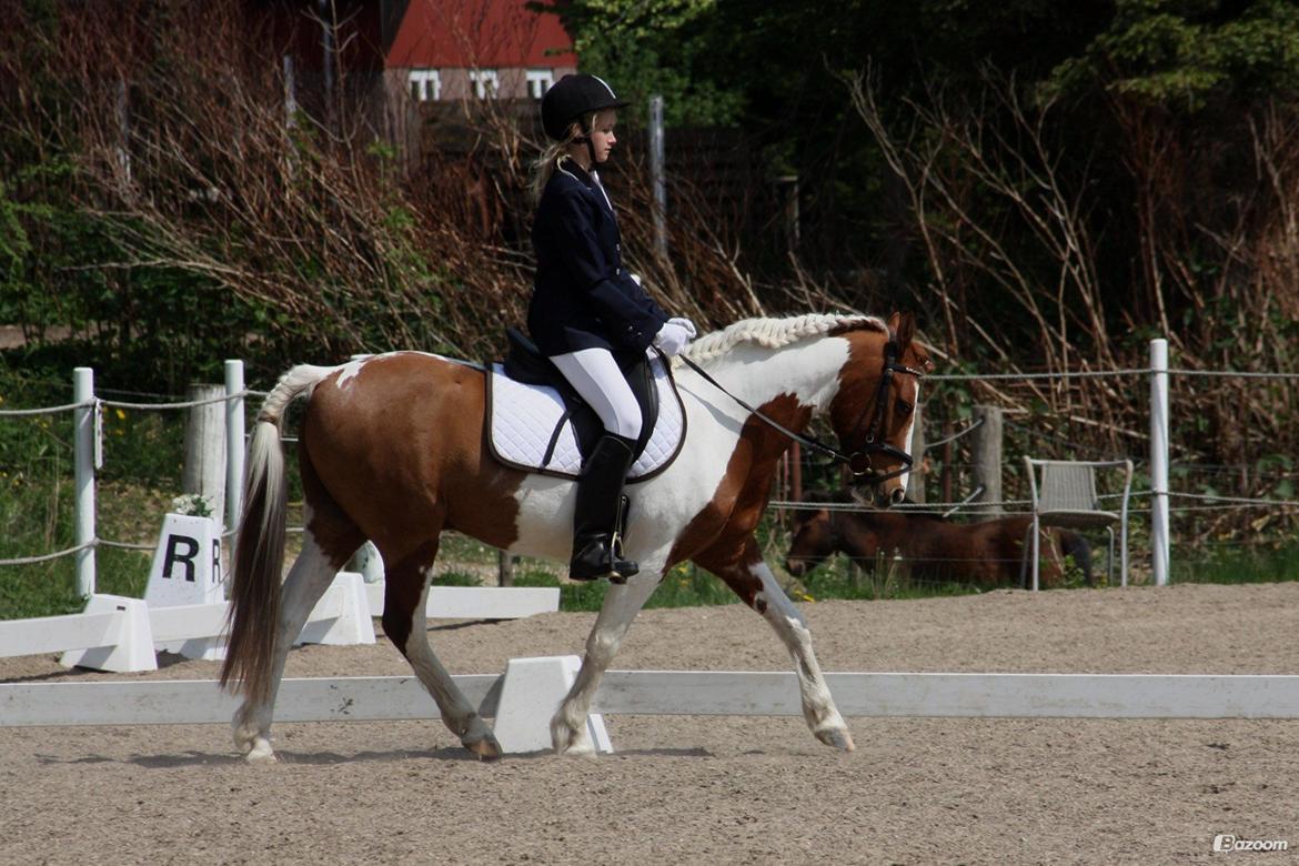 Pinto Blade - Stævne <3 billede 24