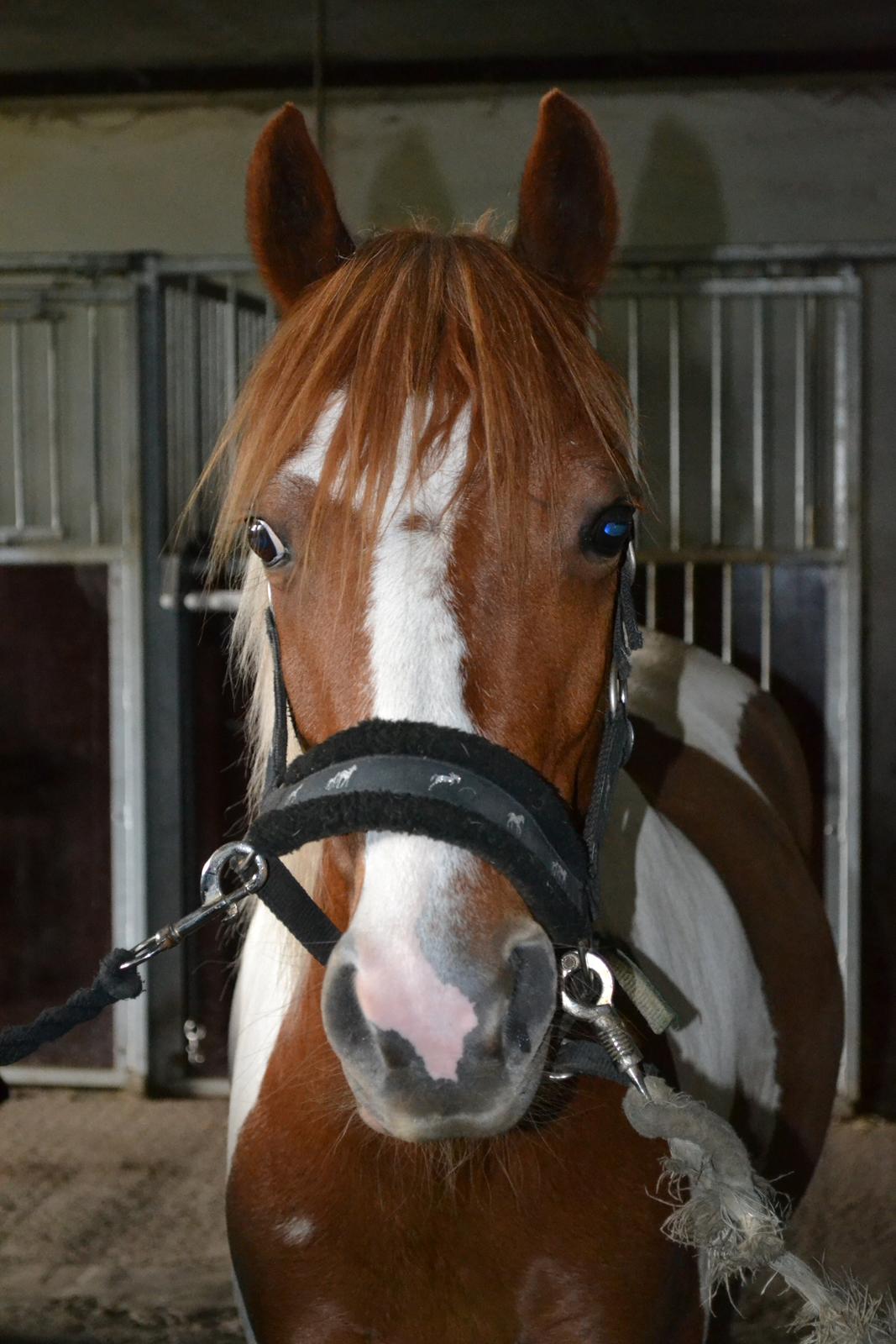 Pinto Blade - I stalden <3 billede 14