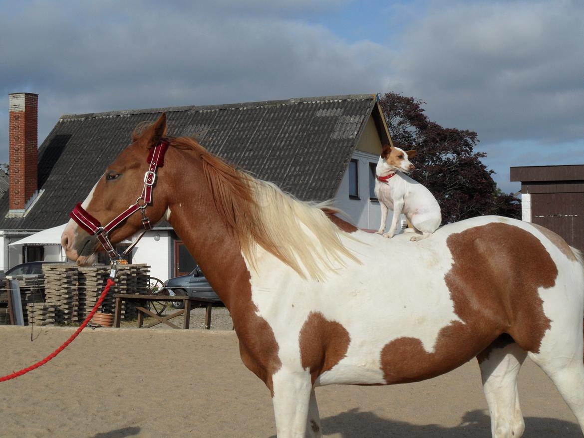 Pinto Araber |Grethe|tidligere hest - solgt - Grethe og hendes mini dobbeltgænger Dina. 2013 billede 17