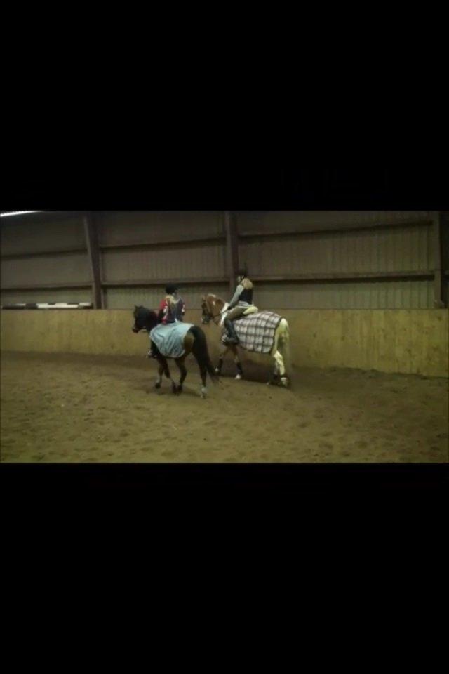 Anden særlig race Ginger <3 billede 19