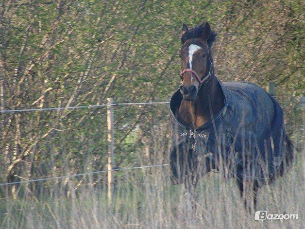 Anden særlig race jamie billede 32