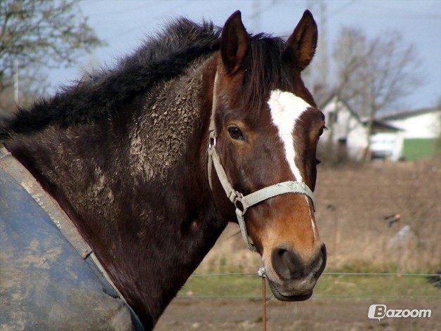 Anden særlig race jamie billede 33