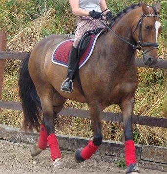 Anden særlig race jamie - tidligere part der rider billede 21