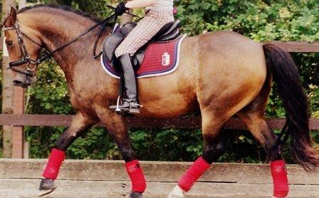 Anden særlig race jamie - det er en tidligere part der rider jamie på billederne billede 11