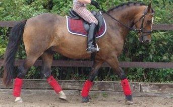 Anden særlig race jamie billede 30