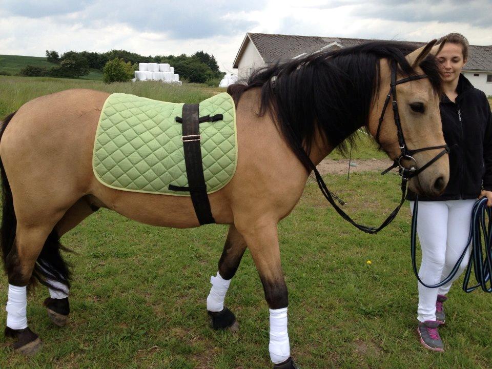 Anden særlig race Harbygaards Eddie Murphy billede 2