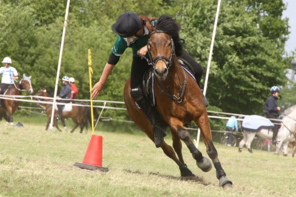 New Forest | Luxie - mammut <3 - Tyskehold 2013 billede 16