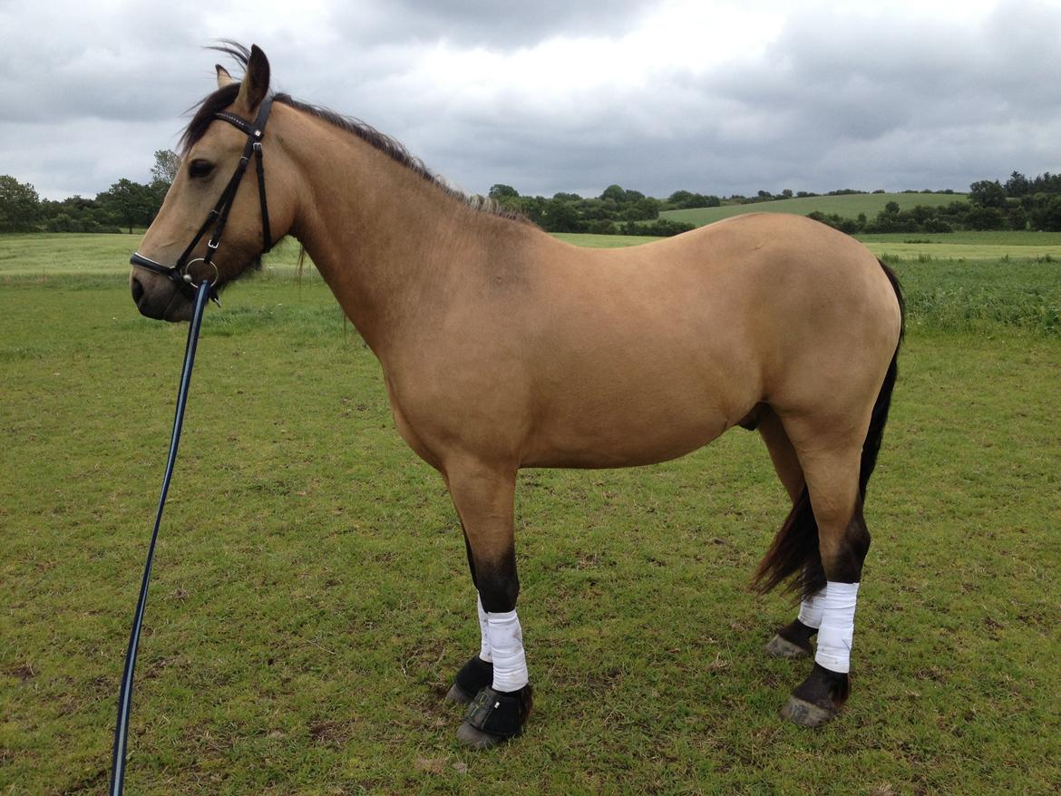 Anden særlig race Harbygaards Eddie Murphy billede 6