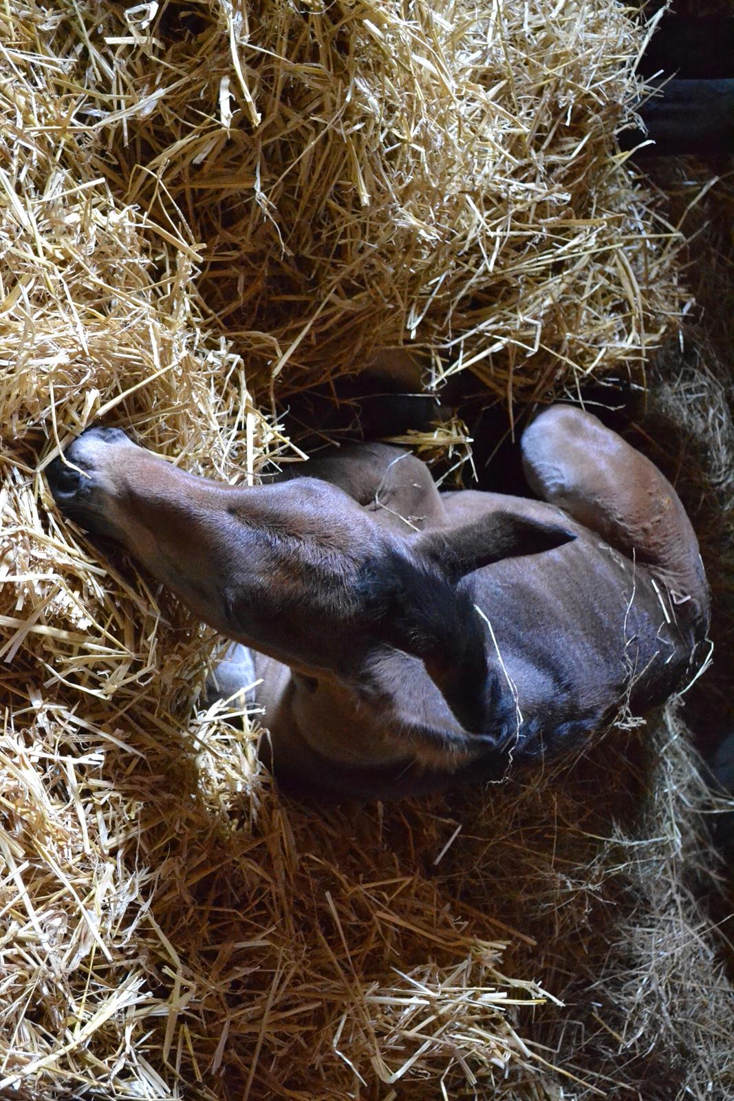 Oldenborg Høyers Emmelie billede 10