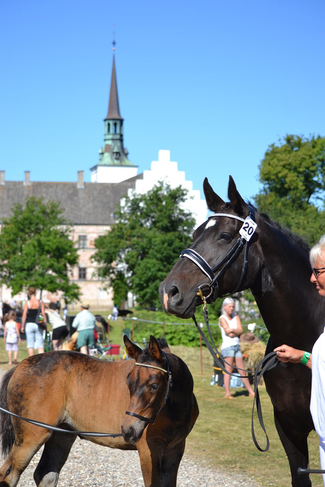 Oldenborg Høyers Emmelie - Brahetrolleborg Heste- og ponydyrskue 2013 billede 3