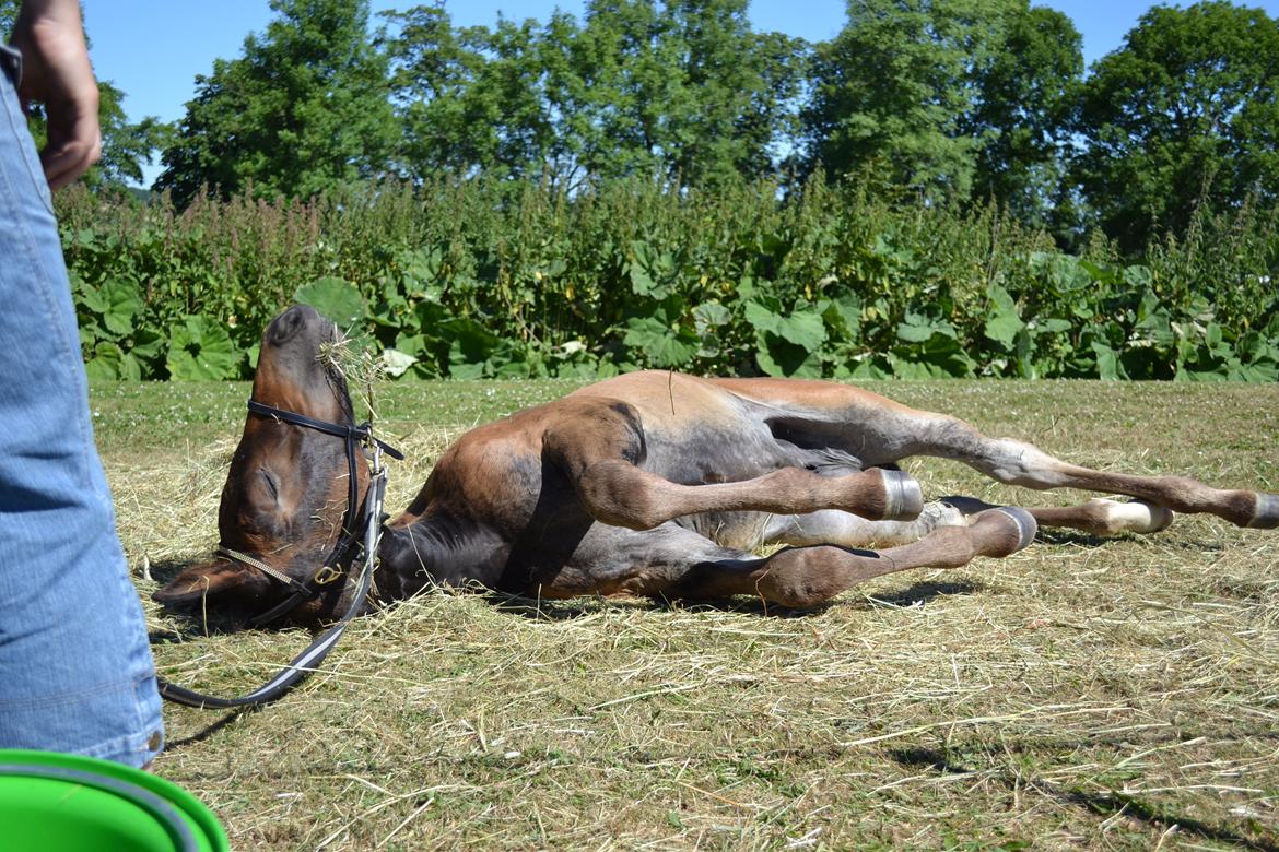 Oldenborg Høyers Emmelie - Brahetrolleborg Heste- og ponydyrskue 2013
Puha det er hårdt at være på dyrskue! :-) billede 4