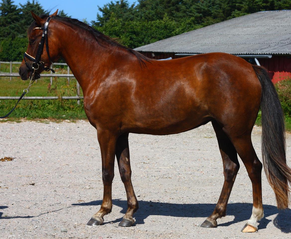 New Forest Calandias Bright Star billede 5