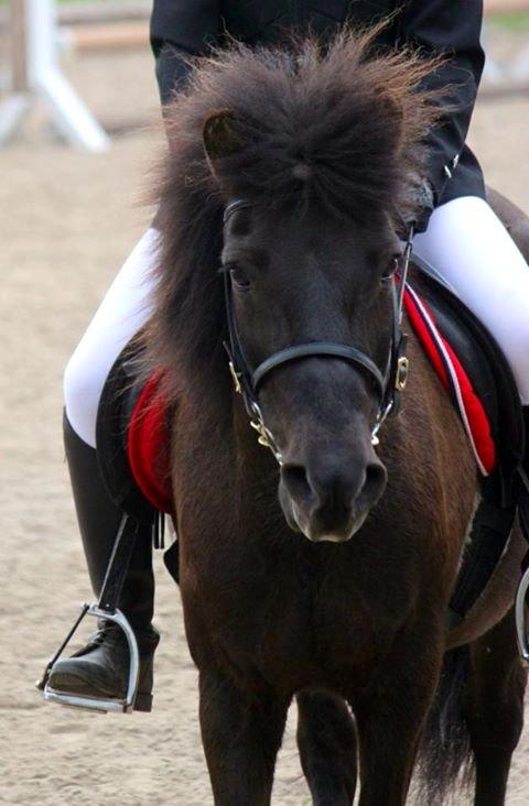 Islænder Gæfa fra Hejelte  - Gæfa fra Hejelte billede 8