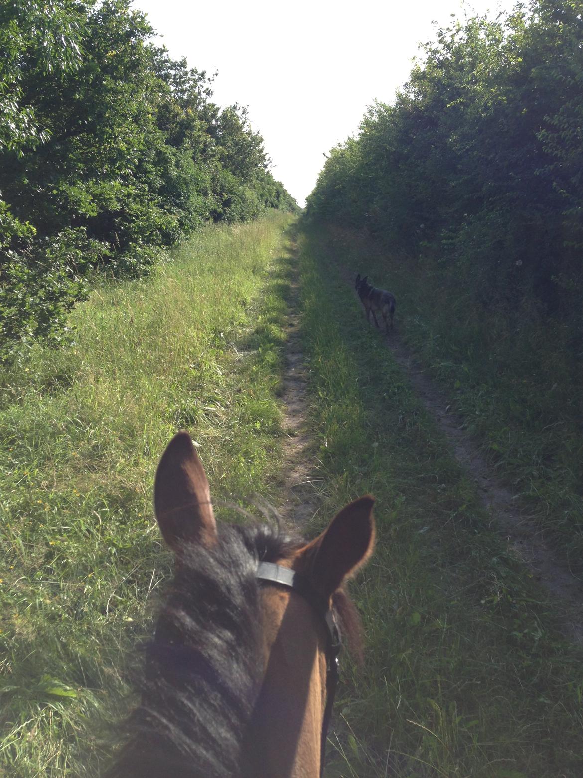 DSP Nørlund's Stratego - På tur med hest og hund - sommer 2013 billede 22