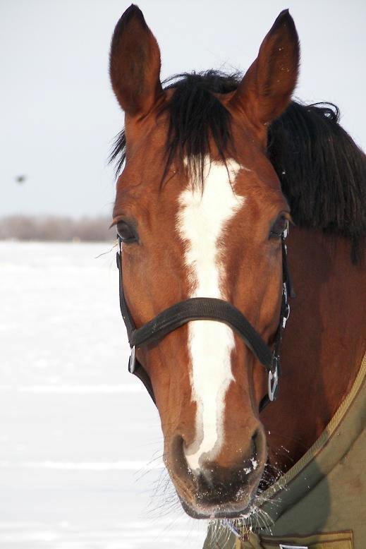 Dansk Varmblod Ronja - Velkommen til Ronjas profil billede 1