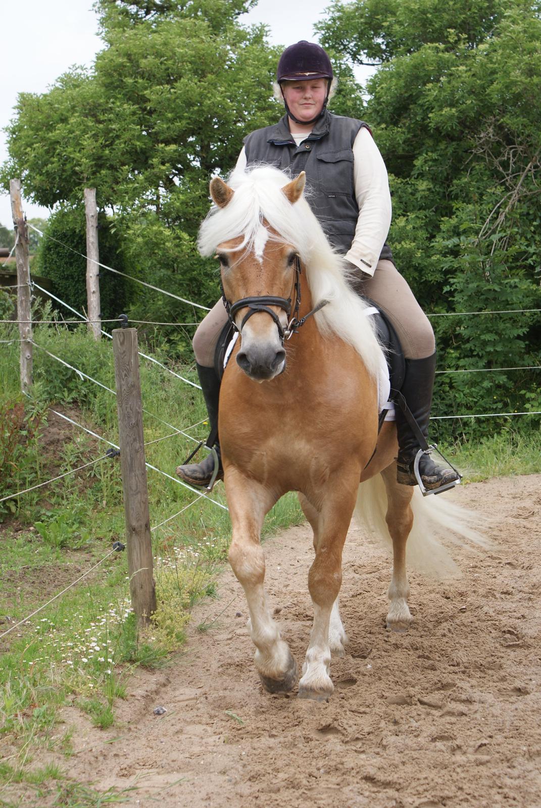 Haflinger Anders Lindegaard HINGST R.I.P billede 20