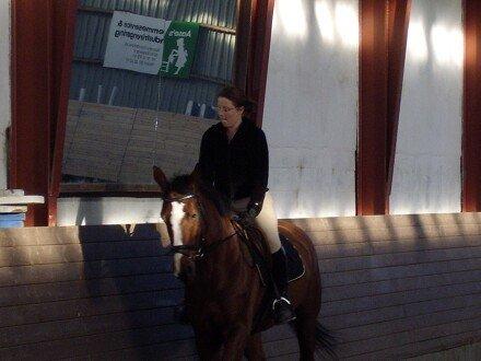 Dansk Varmblod Ronja billede 2