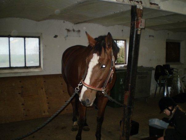 Dansk Varmblod Ronja billede 3