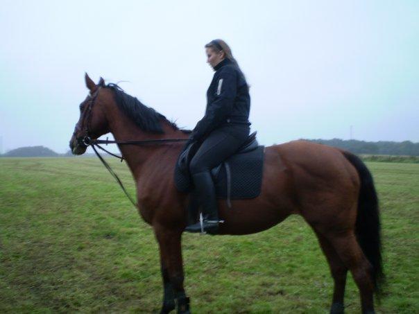 Dansk Varmblod Ronja billede 4