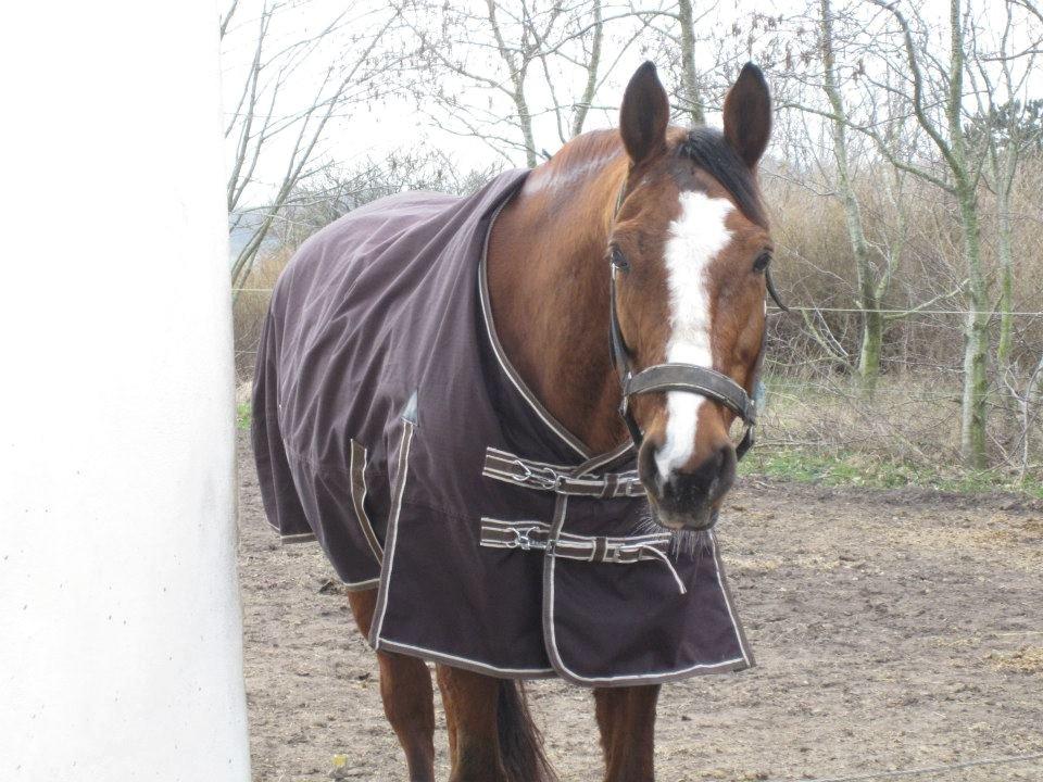 Dansk Varmblod Ronja billede 6