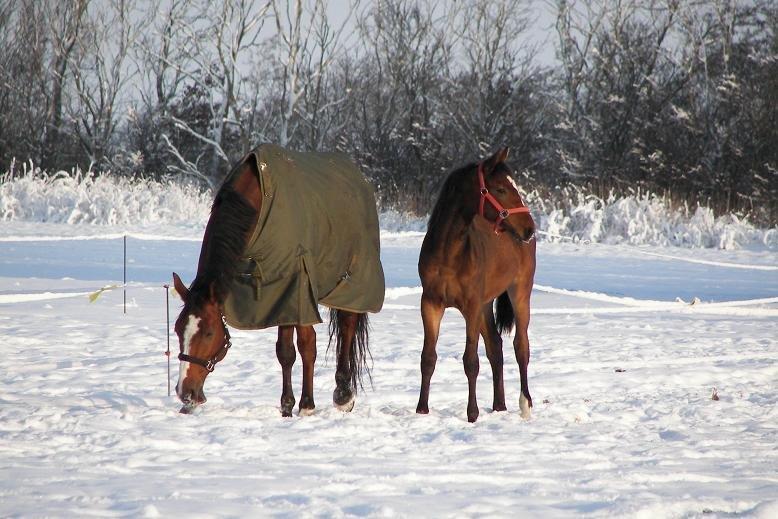 Dansk Varmblod Ronja billede 7