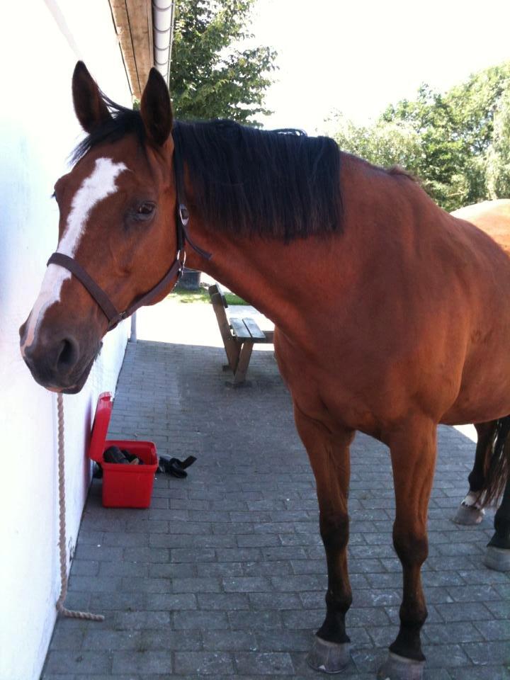 Dansk Varmblod Ronja billede 8