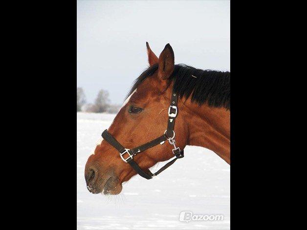 Dansk Varmblod Ronja billede 9