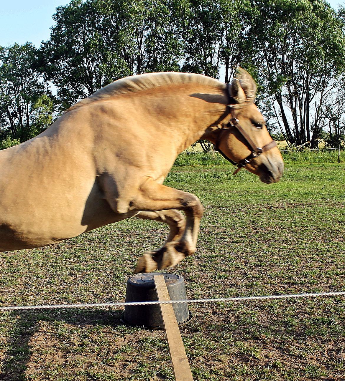 Fjordhest Oscar Vårby billede 13