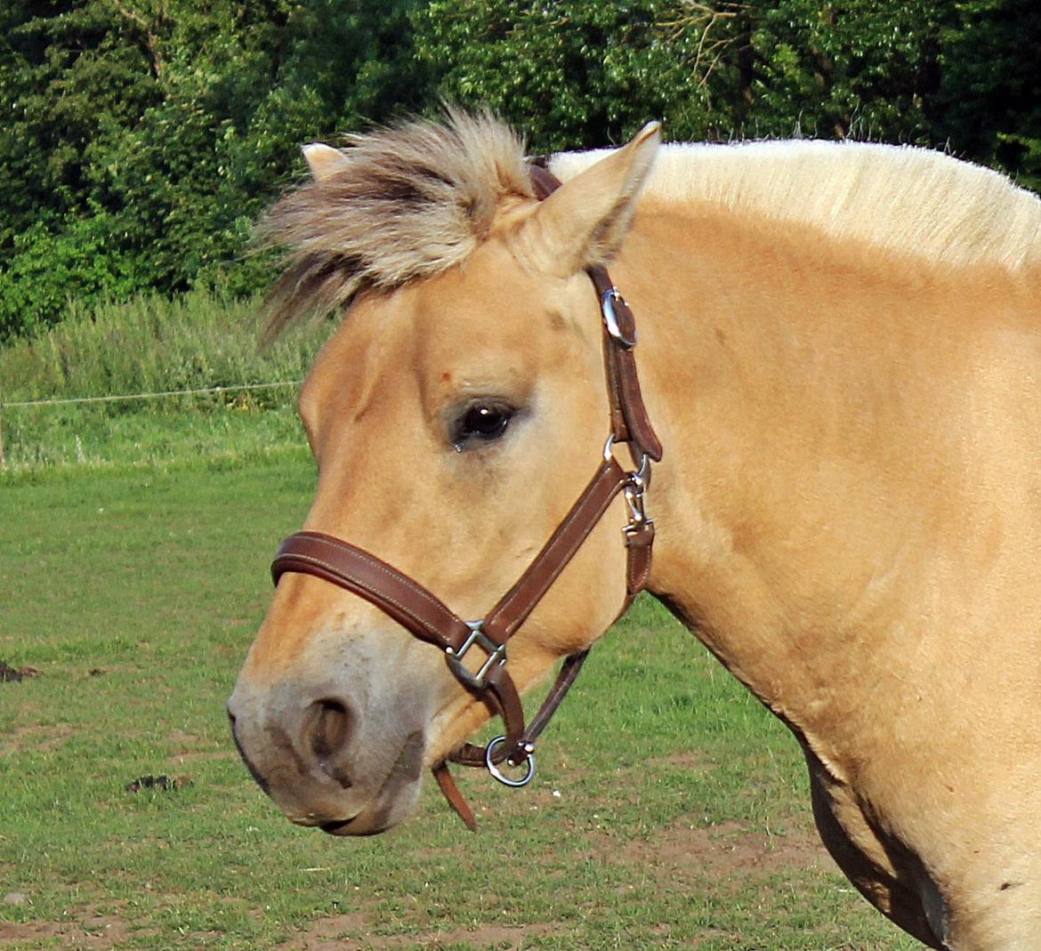 Fjordhest Oscar Vårby billede 44