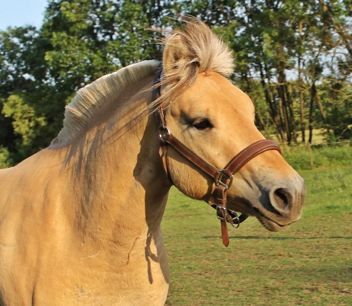 Fjordhest Oscar Vårby billede 45