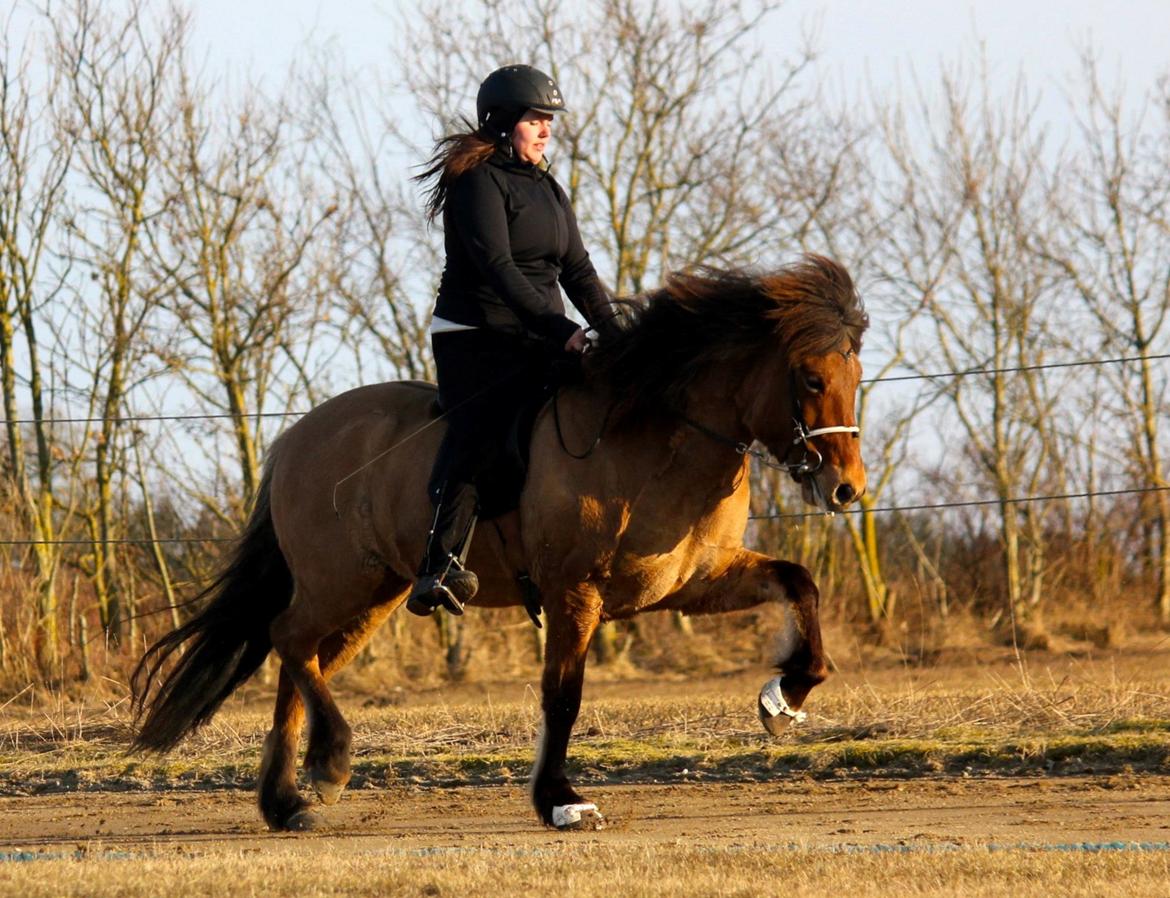 Islænder Blesa fra Gultentorp - 4.1 trav - 4 plads billede 9