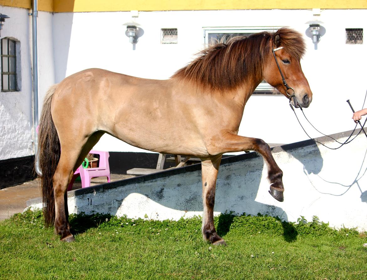 Islænder Blesa fra Gultentorp - Elsker dig min søde baby hest! billede 17