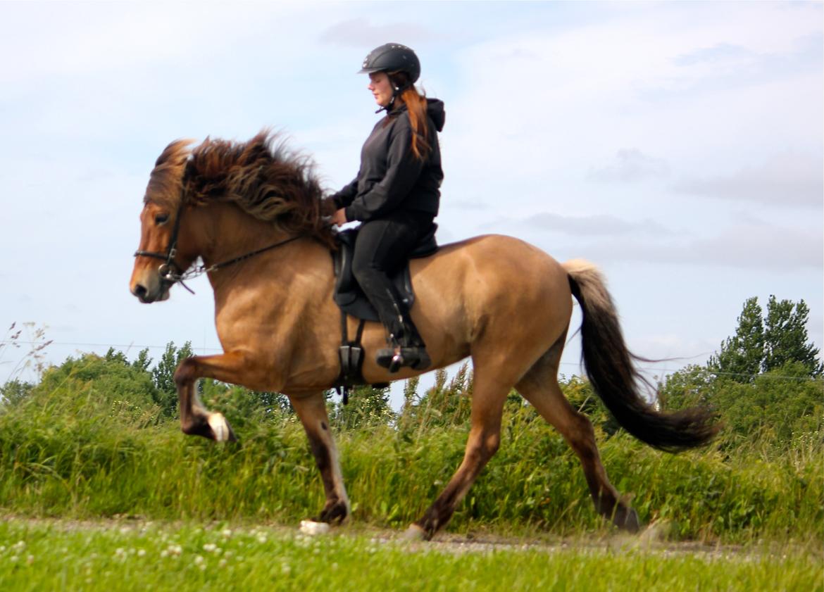 Islænder Blesa fra Gultentorp - Arb tölt juli 2013. billede 3